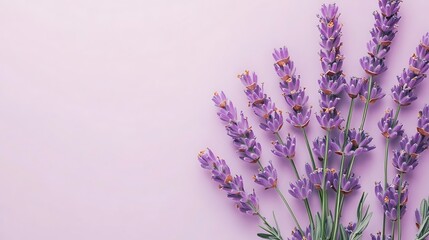 Obraz premium Lavender blossoms arranged against a pale purple background