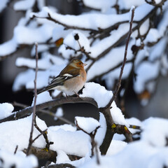 Finch on snowy branches