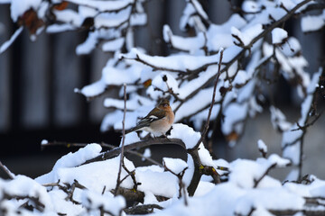 Finch on snowy branches