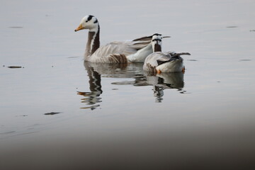 Geese in lake