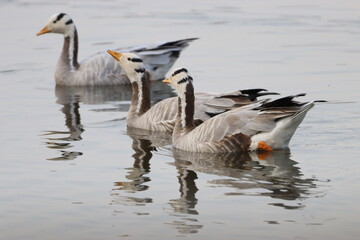 Geese in lake