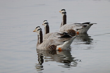 Geese in lake