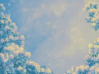 Rhododendron shrubs blooming background in soft blue shades,  summer night in the north, white night, flower borders, copy space