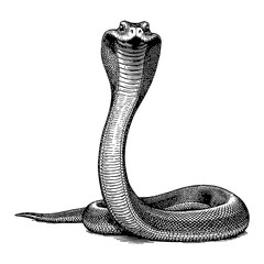 Fototapeta premium Cobra Snake Front View in Detailed Black and White Outline Line Art Drawing Style