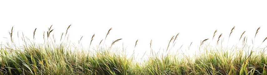 Lush Panoramic Photograph of Tall Green and Brown Grasses Against a White Sky