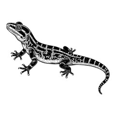 Naklejka premium Detailed Gecko Lizard with Pattern Black and White Outline Line Art Drawing Isolated