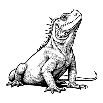 black and white iguana looking up clip art preview
