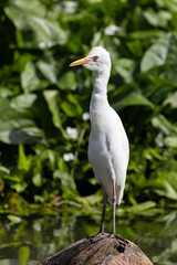 Close up Portrait of a Cattle Egret in Taiping Lake Gardens. The cattle egret (formerly genus Bubulcus) is a cosmopolitan clade of heron (family Ardeidae) in the genus Ardea.