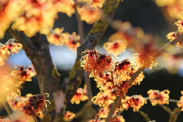 Zaubernuss im Winter (Hamamelis) / orange blühende Zauberfnuss im Sonnenschein