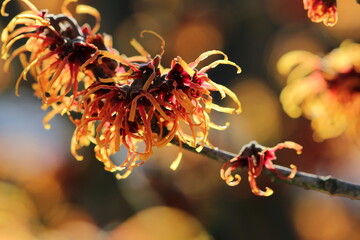 Zaubernuss im Winter (Hamamelis) / orange blühende Zauberfnuss im Sonnenschein