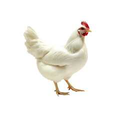 Fototapeta premium White Hen Isolated on Transparent background - Poultry Farming, Agriculture, and Food Production