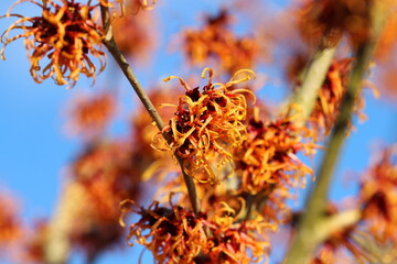 Zaubernuss im Winter (Hamamelis) / orange blühende Zauberfnuss im Sonnenschein