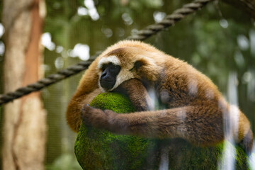 Cute and funny faced White handed Gibbon or Lar Gibon resting on the trees in Taiping Zoo. 