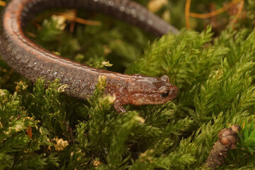 Closeup on the North-American lungless Red-backed Salamander, Plethodon cinereus on green moss