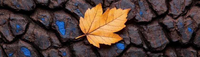 Autumnal Serenity: A single, amber-hued maple leaf rests delicately on a textured, dark bark surface, creating a poignant contrast of color and texture. 