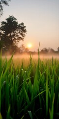 Serene Sunrise Over Dew-Kissed Rice Paddies