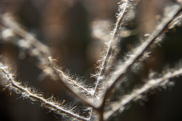 Reed, Winter, Autumn, Dandelion, Dreamy, Scenery, Void, Warm Colors, Transparent, Travel, Memories, Children, Childhood, Past