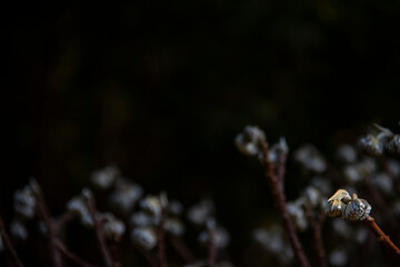 A certain flower, a certain grass, scenery, transparency, background