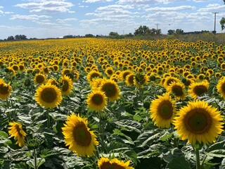 Naklejka premium Sunflowers field