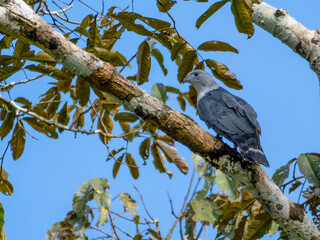 A cayenne harrier (Leptodon cayanensis) sitting on a branch.