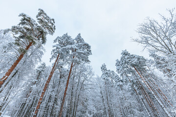 Upward view of tall pine trees covered in snow in a serene winter forest. The branches stretch toward the bright sky, creating a dramatic perspective.