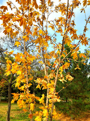 Fototapeta premium Yellow autumn tree. Beautiful nature, landscape, photo