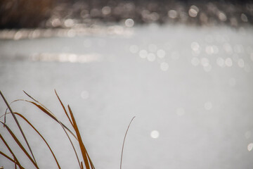 Riverside, pond, waterside, reeds, fishing