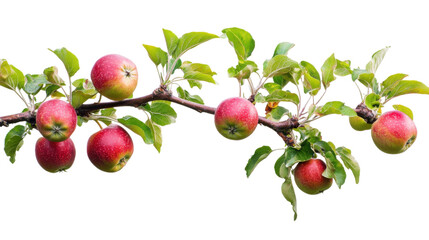Apples on branch transparent background