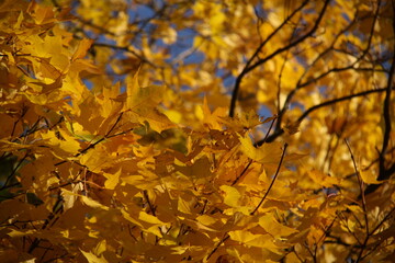 Golden Autumn Leaves Backlit by Sunlight