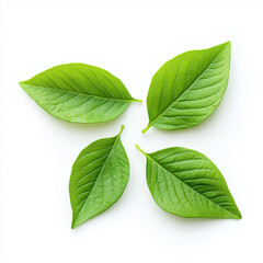Fototapeta premium Fresh green leaves arranged on white background, showcasing nature beauty