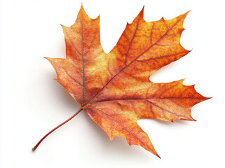 Obraz premium vibrant orange maple leaf showcasing intricate details and textures