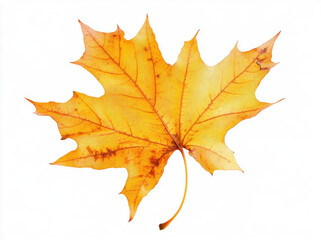 Fototapeta premium vibrant maple leaf in autumn, showcasing its beautiful yellow color
