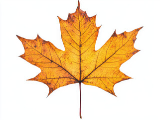 Obraz premium vibrant maple leaf in autumn, showcasing its rich orange color