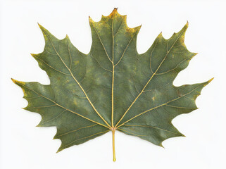 Fototapeta premium highly detailed and realistic maple leaf showcasing intricate veins and textures