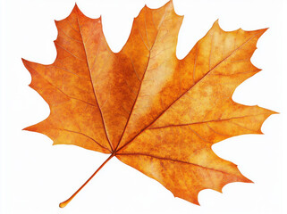 Obraz premium vibrant orange maple leaf showcasing intricate details and textures