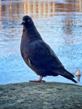 He looks rather sleepy