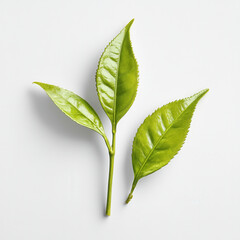 Fototapeta premium Fresh green tea leaves on light background, showcasing their vibrant color and texture