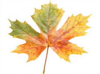 Obraz premium Autumn colors of maple leaf isolated on white background