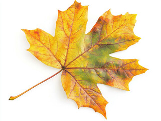 Obraz premium Autumn maple leaf with vibrant yellow and orange colors