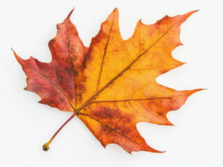 Fototapeta premium Autumn colors of maple leaf isolated on white background