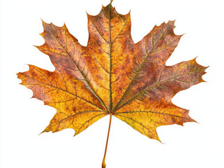 Fototapeta premium Autumn maple leaf with vibrant colors isolated on white background