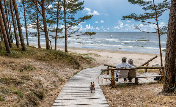 Happy couple of seniors are resting in pine forest and looking at a distance near a sandy beach of the Baltic Sea. Photo depicts ecological tourism in Baltic region. No AI tools were used
