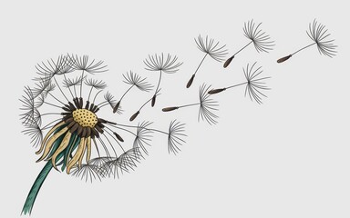 Obraz premium Dandelion Seeds Floating Away On The Wind