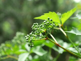 Virginia creeper buds in early summer, Colorado