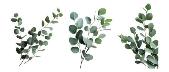 Fresh eucalyptus sprigs isolated on transparent background, cut out, png, clipping path