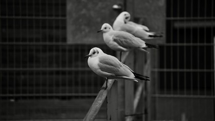 monochrome in January 2025