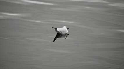 monochrome in January 2025