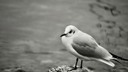 monochrome in January 2025