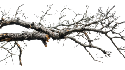 Branch of fallen tree isolated on white background 