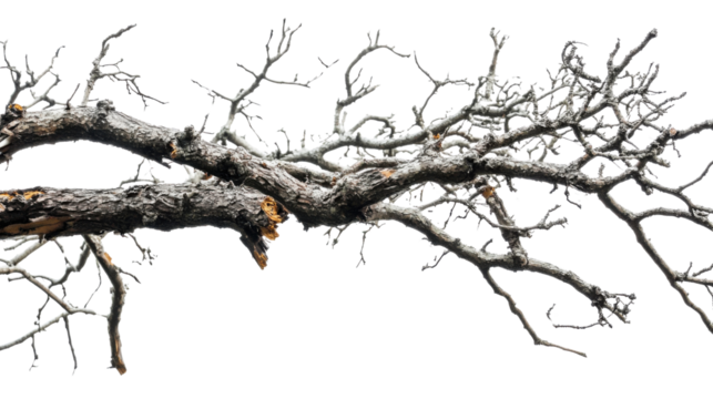 Branch of fallen tree isolated on white background 